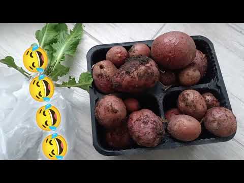 Видео: 3 ноября 2025 г.,Фсе, конец бедной жизни