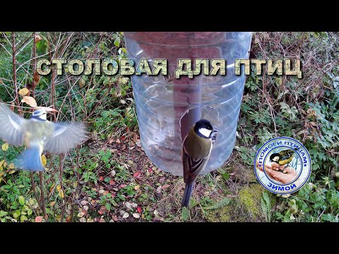 Видео: Кормушка с семечками 11 октября 2025 года (03)