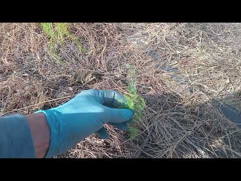 Видео: 05.10.24г. вредители спаржи