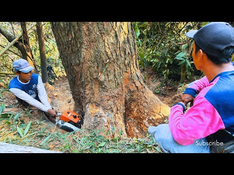 Видео: НЕ ДАЙТЕ ПОВРЕЖДИТЬСЯ‼️СРЕЗАТЬ СУПЕР СПЕЦИАЛЬНОЕ ДЕРЕВО ТРЕМБЕЗИ НА ЧЕРЕЗ РЕКИ ШТИЛЬ #ms070 #ms660