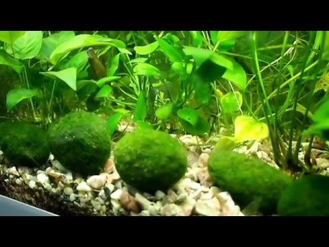 Видео: Кладофора шаровидная или Эгагропила Линнея (Aegagropila linnaei)