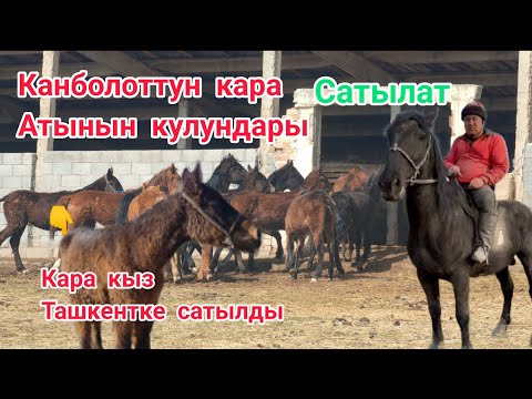 Видео: Канболоттун кара атынын кулундары