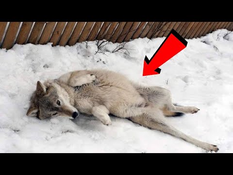 Видео: Изможденная ВОЛЧИЦА рухнула на крыльце у дома лесника. Это была судьба