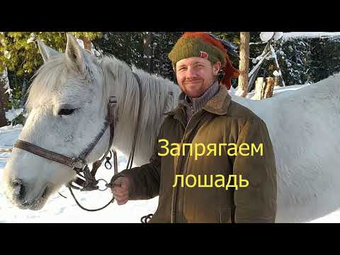 Видео: ЗАПРЯГАЕМ ЛОШАДЬ