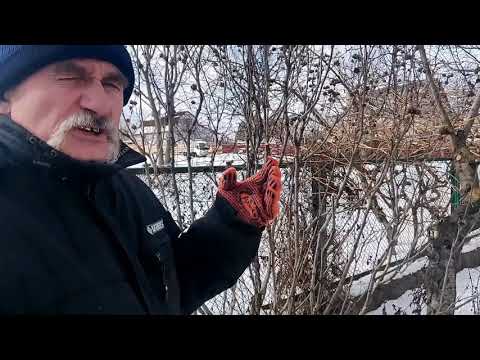 Видео: Обрезка гибискуса сирийского. Важные моменты.