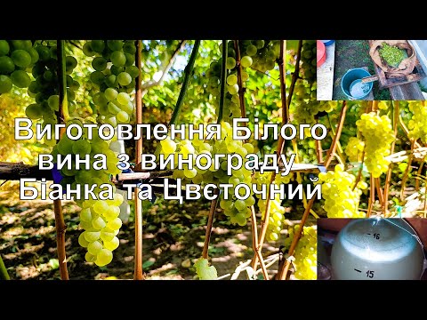 Видео: Виготовлення Білого вина з винограду Біанка та Цвєточний