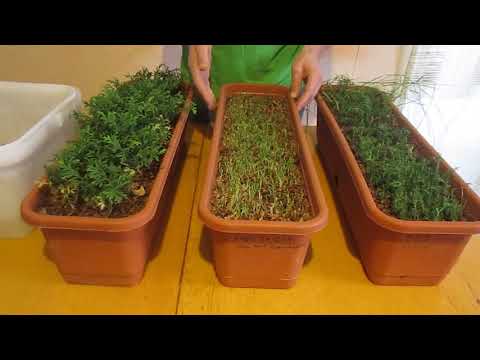 Видео: Выращивание туи из семян. Посев, уход, итоги года.