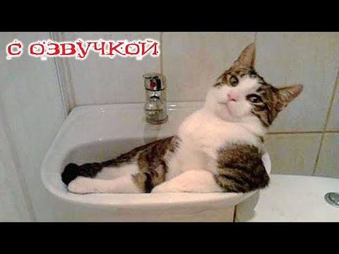 Видео: Приколы с котами! Самые смешные животные! С ОЗВУЧКОЙ! УГАР!