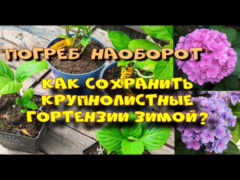 Видео: Укрытие для гортензии крупнолистной. Погреб наоборот.