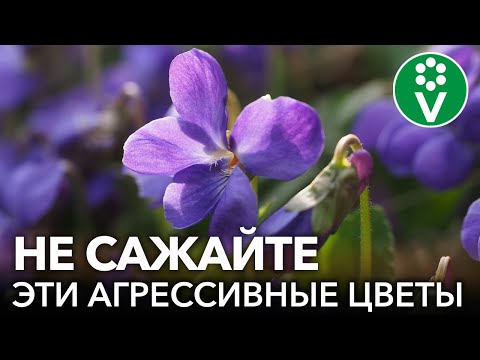 Видео: ЭТИ ЦВЕТЫ ЗАХВАТЯТ ВАШ ОГОРОД! Цветы-агрессоры, которые стоит с осторожностью сажать на участке
