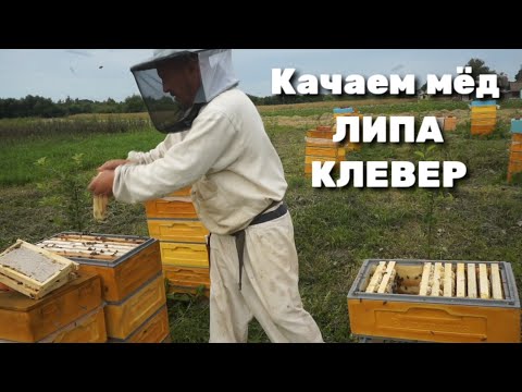 Видео: КАЧАЕМ МЁД ЛИПА КЛЕВЕР