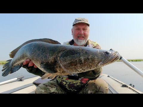 Видео: Один в лодке! Змееголов, нос к носу!