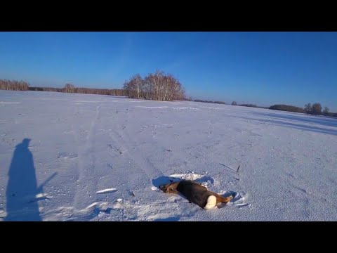 Видео: Два дня охоты на Сибирскую косулю🦌. Трагедия в Красноярске.