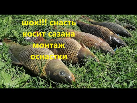 Видео: ШОК!!! СНАСТЬ КОСИТ САЗАНА