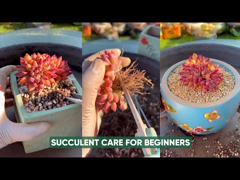 Видео: Простой уход за суккулентами для новичков. Гарантия процветания.Следующая страницасуккуленты