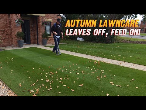 Видео: Советы по уходу за газоном осенью 🍂 | Удаление листьев и удобрение для здорового зимнего газона!!