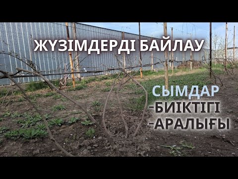Видео: ЖҮЗІМ Бұтақтары саны, Ара Қашықтығы