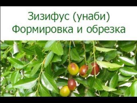 Видео: Зизифус (унаби). Формировка и обрезка