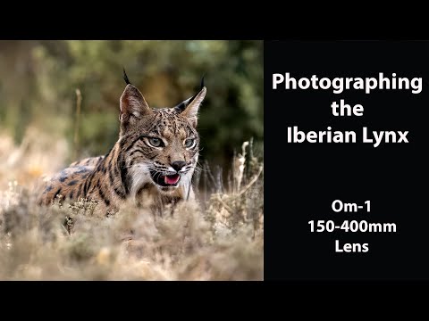 Видео: Фотосъёмка пиренейской рыси с помощью OM-1 и объектива 150–400 мм в Хиде-де-Калера в Испании. Час...