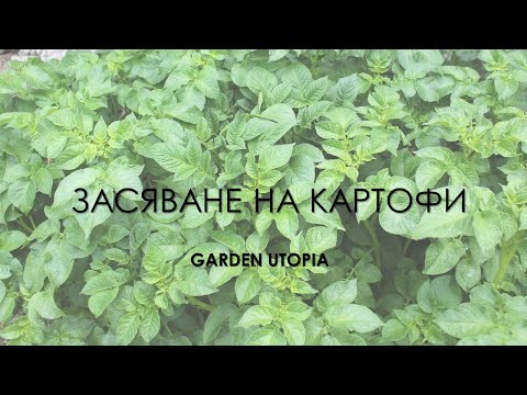 Видео: Засяване на картофи през пролетта | 16.04.2022