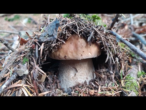 Видео: ГУЦУЛ ПОПАВ НА МОЦНІ БІЛІ ГРИБИ ПІД КІНЕЦЬ СЕЗОНУ 2022 В КАРПАТАХ !