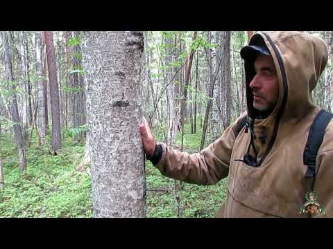 Видео: Алексей&Наталья Варовы_Сбор бересты лентой и пластом