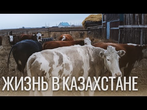 Видео: Обычный вечер в деревне. А что это за доставка к нам приехала? #жизньвказахстане 