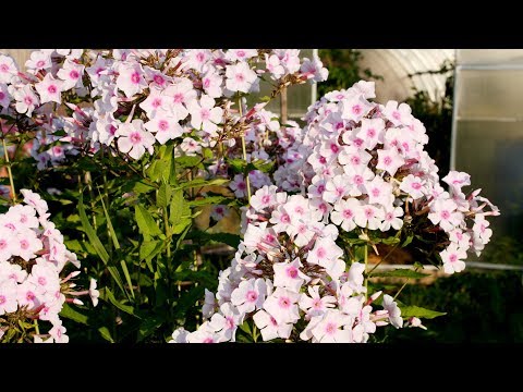 Видео: Чем болеют наши флоксы