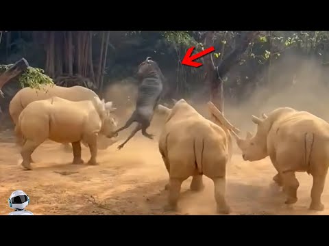 Видео: Глаза не Верят, но Эти Случаи с Животными Сняли на Камеру