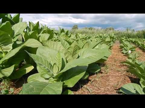 Видео: О мульчировании часть 4