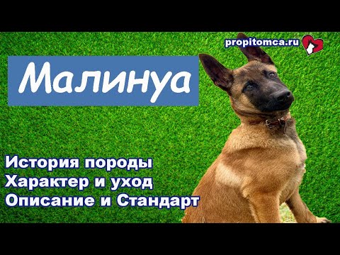 Видео: Малинуа - короткошерстная бельгийская овчарка: описание породы собак