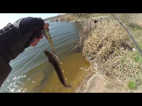 Видео: Воблер Rigge 90 sp по пассивной щуке