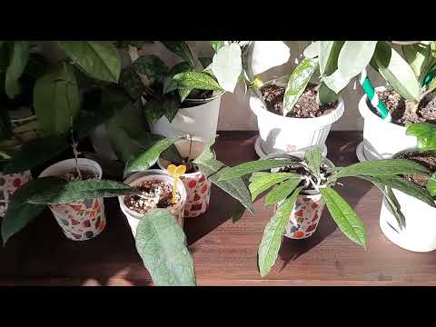 Видео: /Комнатные растения/Хойи/Цветочные новости в марте 2024/🌿💘