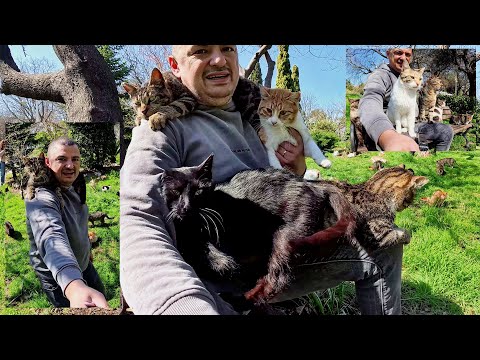 Видео: Любить кошку легко; быть любимым кошкой — это привилегия.