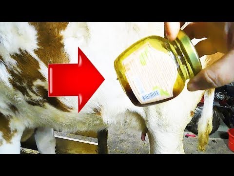 Видео: УЖАСНЫЙ МАСТИТ😫ЭТО НЕ ПРОБЛЕМА!💁‍♀ САМЫЕ ДЕШЁВЫЕ И ЭФФЕКТИВНЫЕ ПРЕПАРАТЫ!НАШ ОПЫТ ЛЕЧЕНИЯ У КОРОВЫ