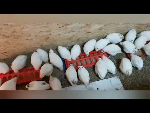 Видео: Перепелятам 17 дней. Уже "журчат", вылетают из ящика.#перепелята