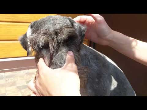 Видео: #Как_подклеить_НЕ_купированные_ушки_щенку