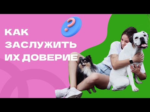Видео: Как научить собаку доверять? Страхи у собак