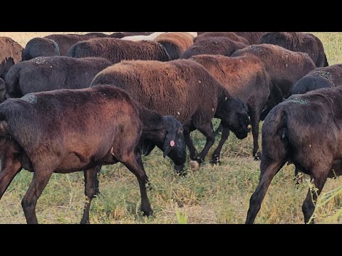 Видео: 67 Баш Гиссар  Койлор Чыкты 0-704-661-006