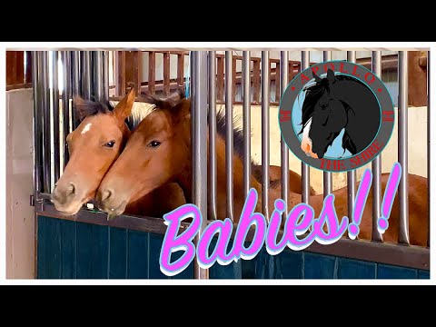 Видео: Аполлон из Шира представляет лошадок в сарае!!