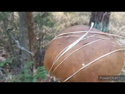 Видео: Нетронутый ГРИБНОЙ ЛЕС , Грибы Гигантских Размеров/повтор