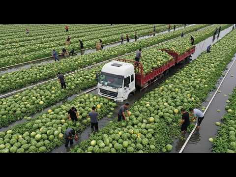 Видео: Более 99 мировых рекордов! Вы не поверите, как китайские фермеры собирают тонны фруктов и овощей!