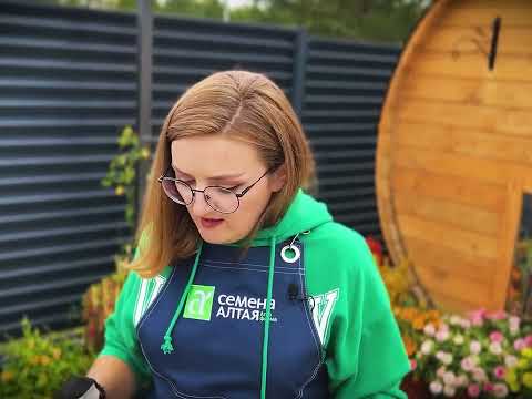 Видео: КАК НЕ НАВРЕДИТЬ В ОГОРОДЕ ЗОЛОЙ? Все о золе!