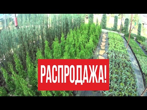 Видео: Распродажа 1.
