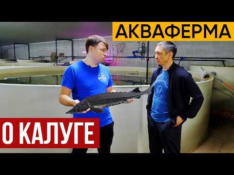 Видео: Интервью с каналом "АкваФерма". Разговариваем о калуге.