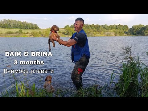 Видео: Цуценятам 3 міс, ХОТІВ НАВЧИТИ ПЛАВАТИ а вдалось ще й перевірити ПРИРОДНІ ЗДІБНОСТІ ДО ПОДАЧІ З ВОДИ