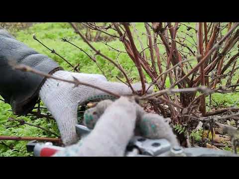 Видео: Жимолость. Несколько приемов формирования куста.
