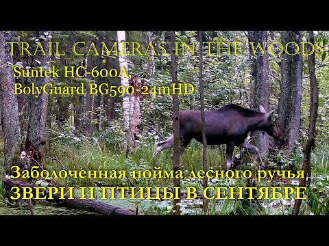 Видео: Фотоловушка у заболоченного ручья, сентябрь ЗВЕРИ И ПТИЦЫ