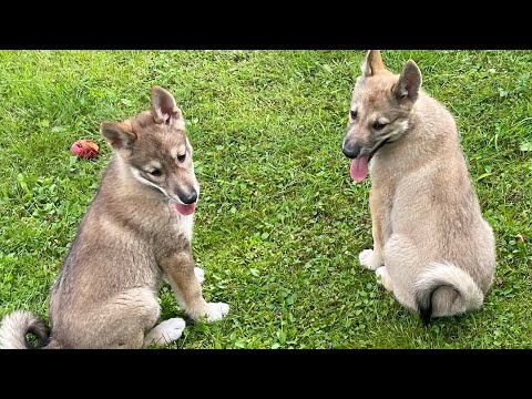 Видео: Взросление и воспитание щенков лайки с месяца до трех ! Их первые уроки и первые реакции на зверей! 