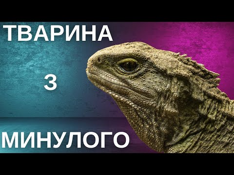 Видео: Туатара: дуже повільна еволюція, перехід до нічного полювання та секрет довголіття